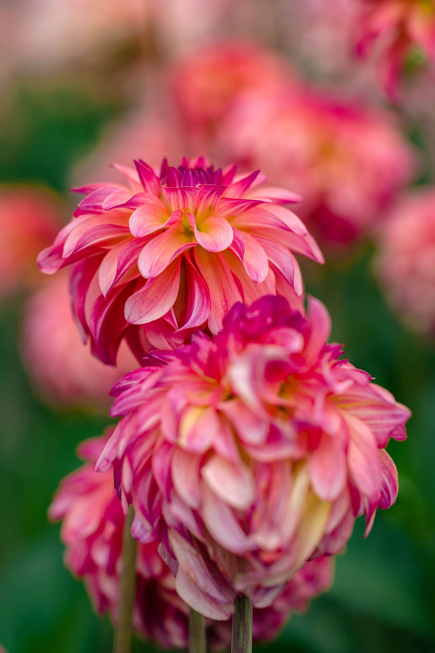 Daalia 'Belfloor'